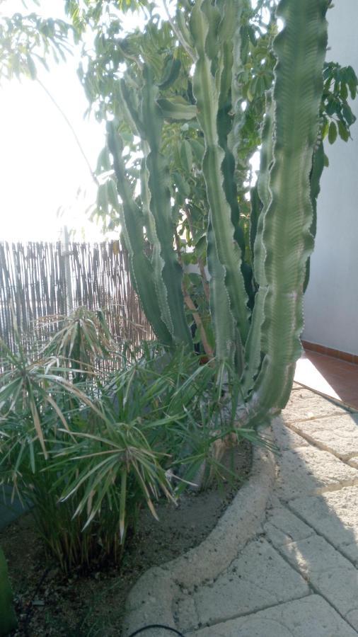 Apartamento Pardela Costa Adeje Dış mekan fotoğraf
