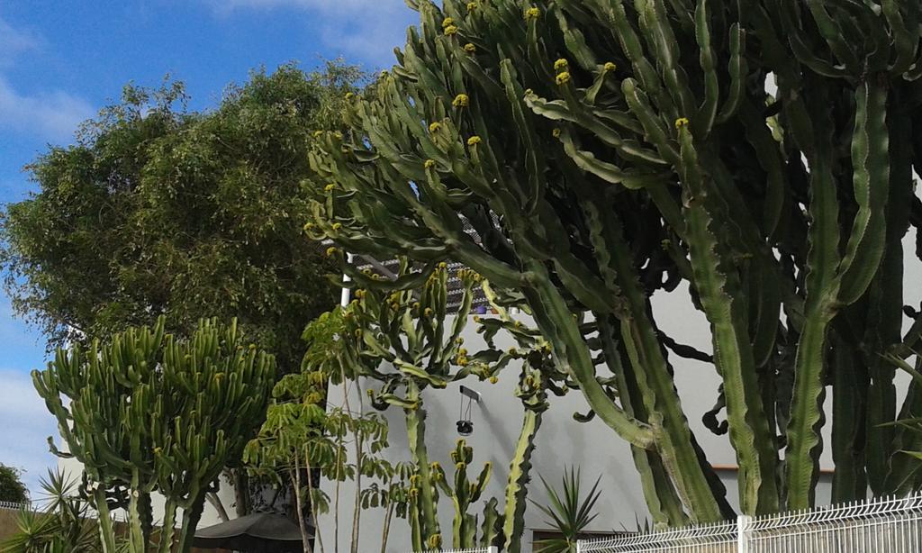 Apartamento Pardela Costa Adeje Dış mekan fotoğraf
